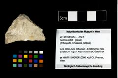 Foto (Objekt + Etikett) von Isopoda indet.  (NHMW-GEO-2014-0194-0953)